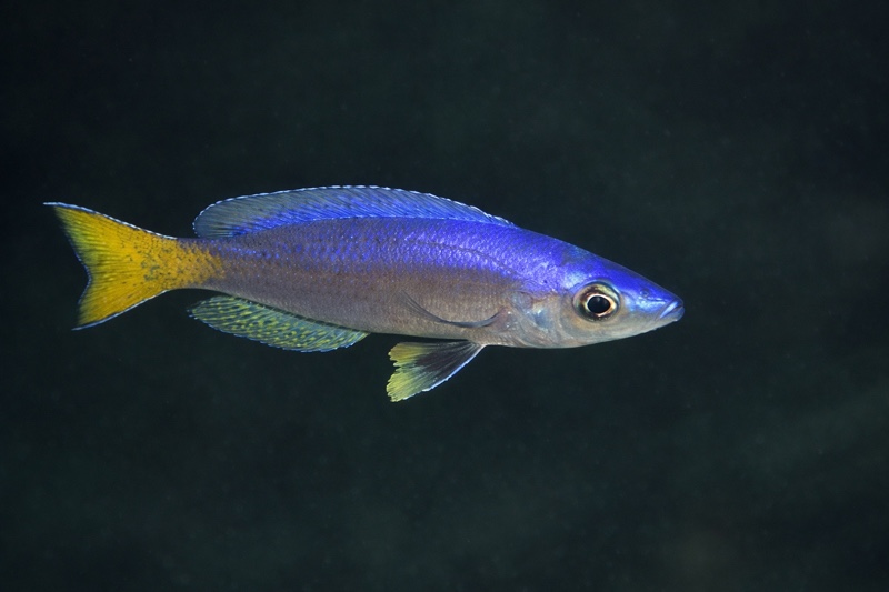 Cyprichromis leptosoma 'Luagala Point'